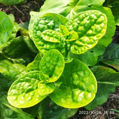 【木耳菜长势喜人， 展露着水灵灵的绿色