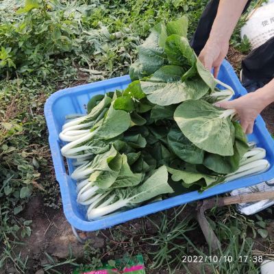 【小白菜生长旺盛， 已到采收期】